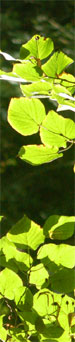 Blaetter01b