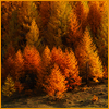 autumntree17