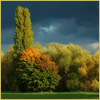 autumntree18