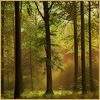autumntree19