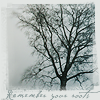 roots