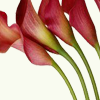 calla1