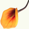 calla10