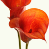 calla12