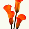calla13