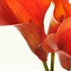 calla16