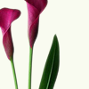 calla18