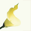 calla22
