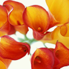 calla23