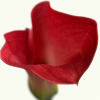 calla3