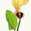 calla6