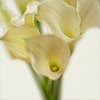 calla7