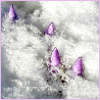 purple1