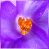 purple5