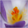 purple6