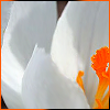 white3