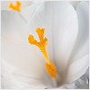 white5